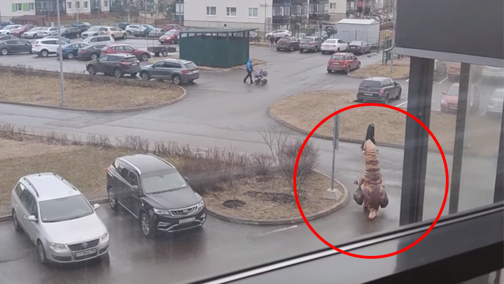 YouTube viral: hombre sale a botar la basura usando traje de dinosaurio en  plena cuarentena | Fotos | Video | Redes Sociales | Rusia | Tendencias | La  República