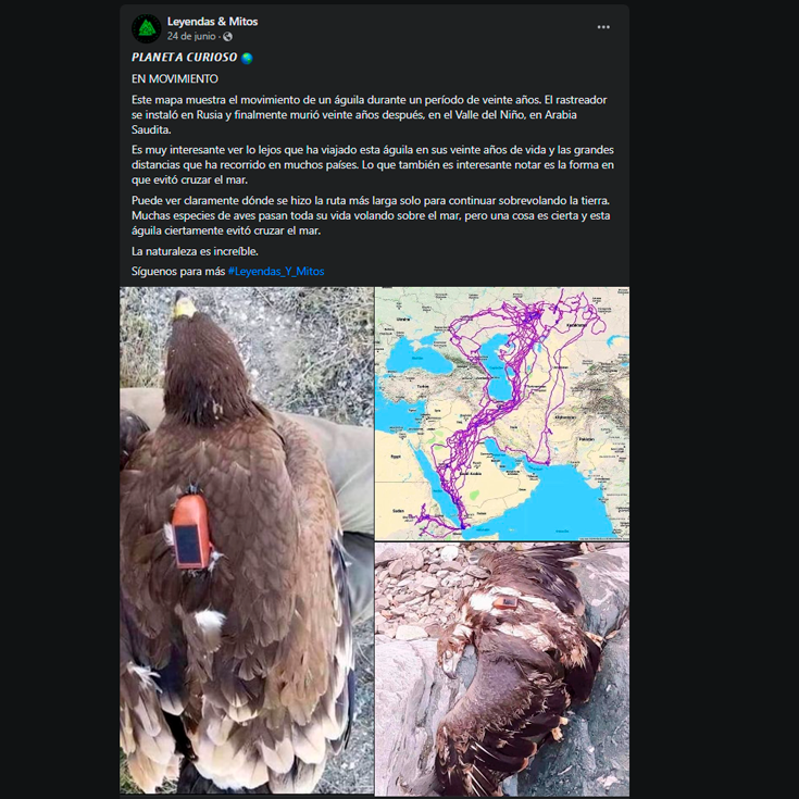 No, mapa no muestra el recorrido de un águila por 20 años, como afirman  publicaciones virales