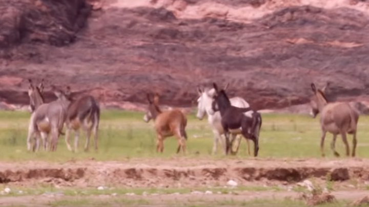 Top 29+ imagen leones cazando burros en el desierto