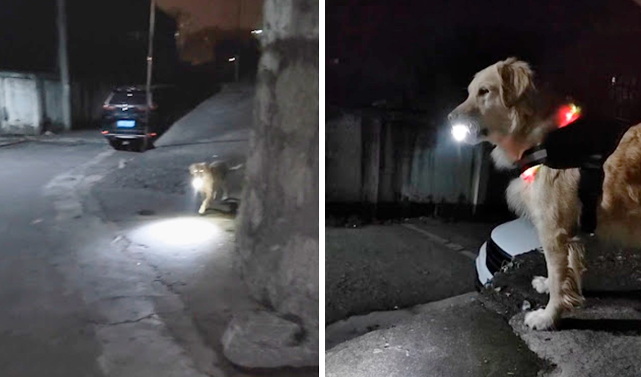 Retrato perro sobre cama, luz que asemeja la de la mesita de noche