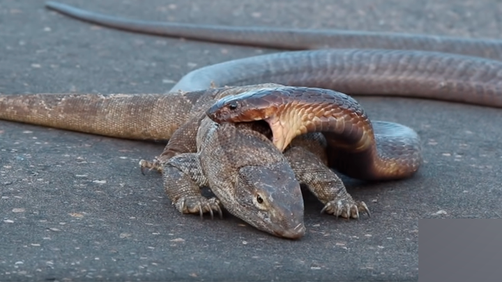 YouTube viral: graban a feroz cobra intentando matar a dragón de komodo de  la forma más terrorífica | Video | Viral | YT | Animales | México .  | Redes sociales | Tendencias | La República