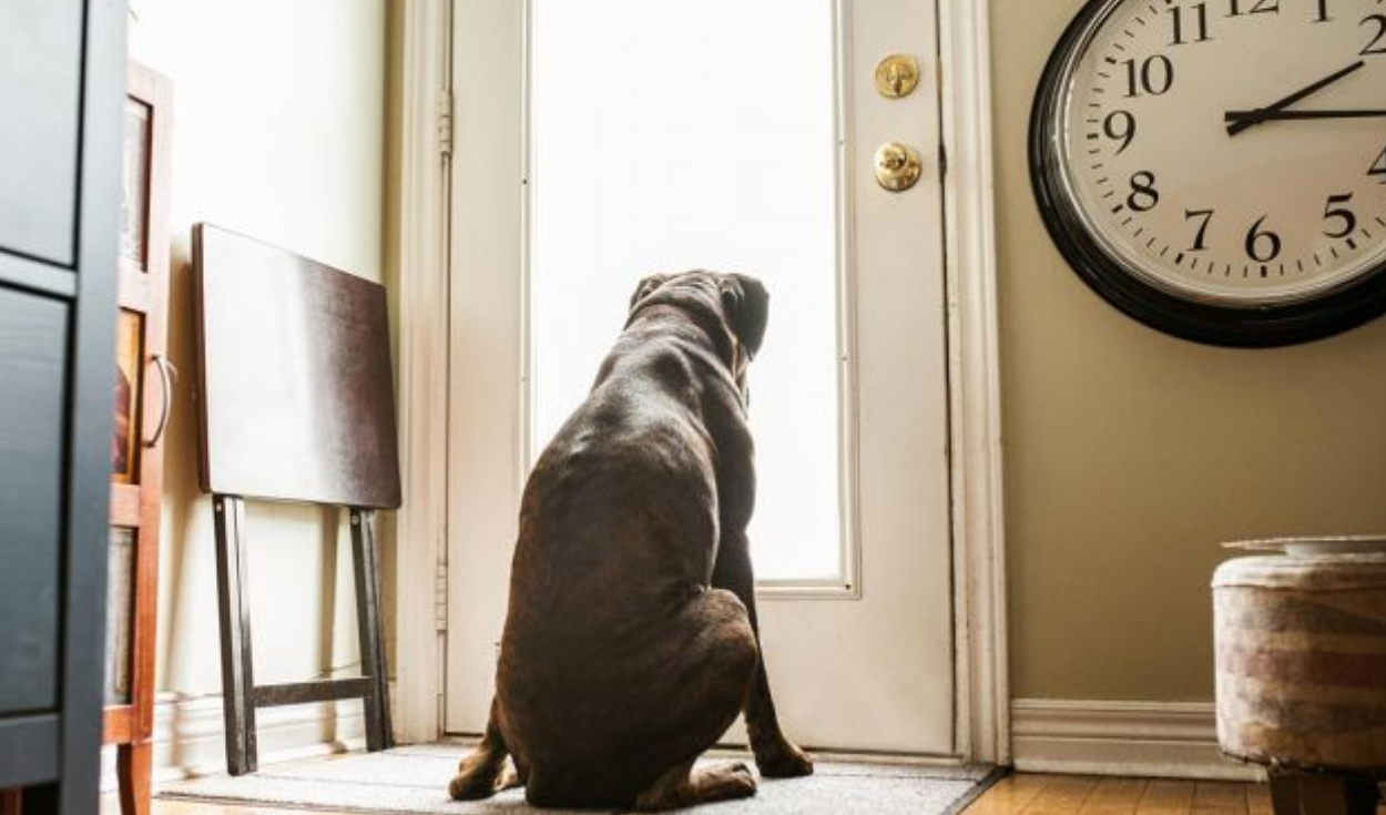 Los perros presentan ansiedad por separación, lo cual hace que no puedan lidiar estar alejados de su dueños
