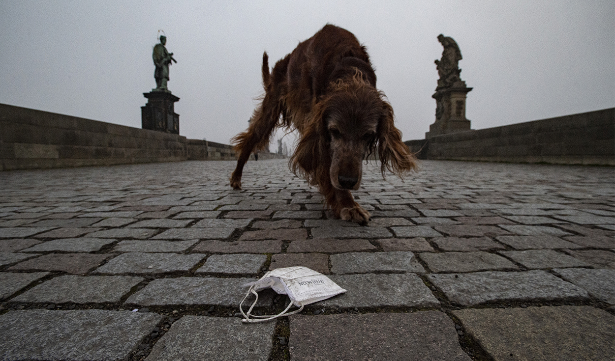 Los perros utilizan bastante sus olfatos para reconocer y recordar las cosas. Foto: AFP