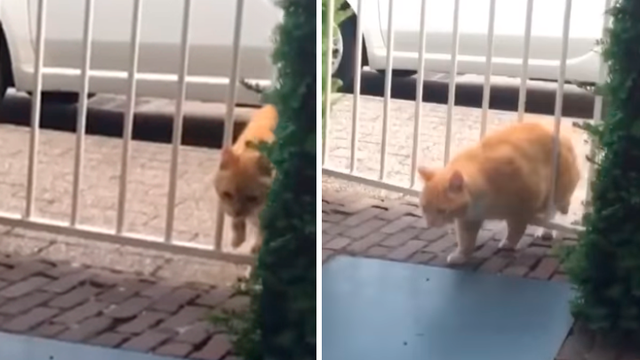 Hombre se queda encerrado en su balcón y su gato le abre la puerta