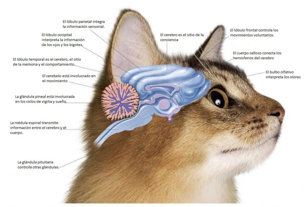 Por Qué el Entrenamiento Positivo Es Fundamental en Gatos Nerviosos 2 SRXZMGRNPFASLPL55KLVDBAU6M