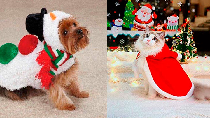 Ropa navideña para perros: novedosos y graciosos estilos para vestir a tu  mascota esta Navidad | FOTOS | ATMP | Tendencias | La República
