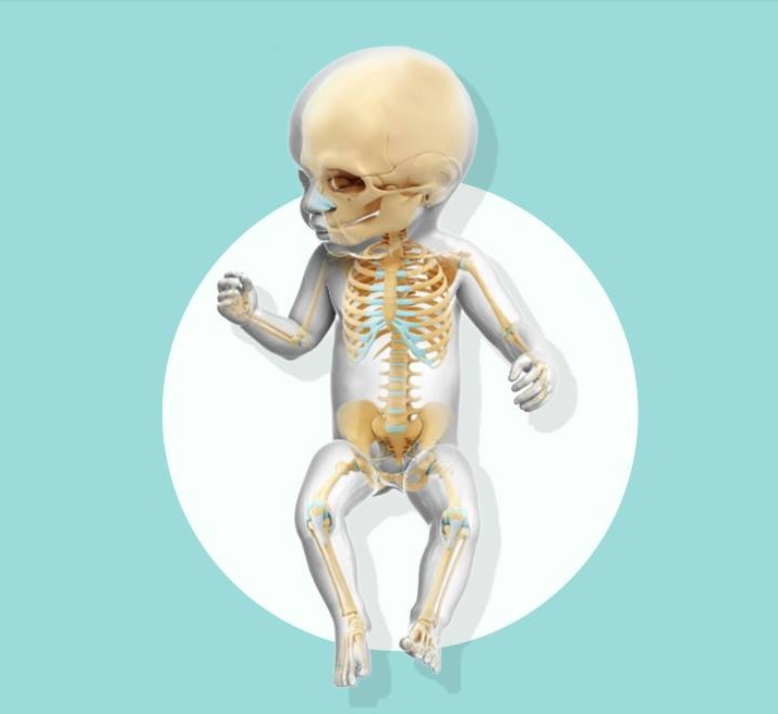 Cuántos huesos tiene el cuerpo humano?