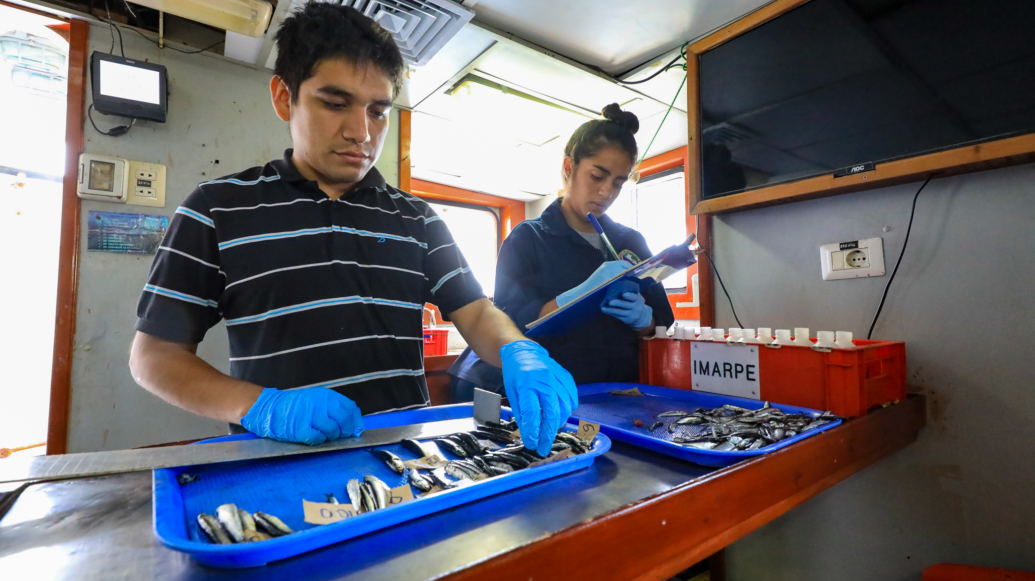 Pesca: Conoce que pescados y mariscos se encuentran en veda | Economía | La  República