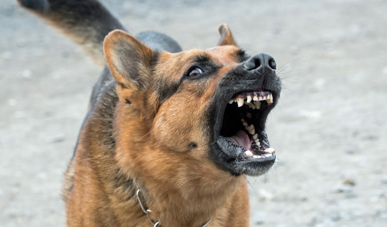 Los perros pueden ladrar a la 'nada' ya sea porque perciben sonidos que los humanos no o porque padecen de problemas neurológicos. Foto: My Cedar Crest