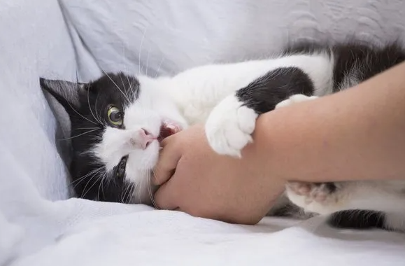 Los gatos sienten sensibilidad en sus patas