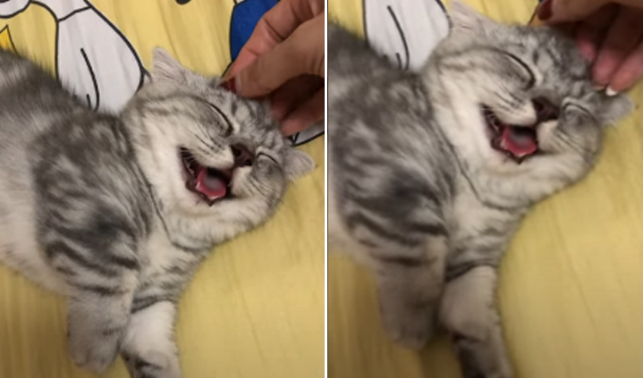 La divertida reacción de un gato al recibir las caricias de su dueña