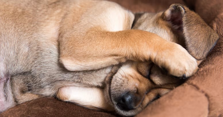 Si tu perro tiembla cuando duerme en repetidas ocasiones, es necesario llevarlo a un veterinario.