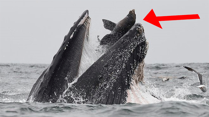 Lobos marinos comiéndose ballena