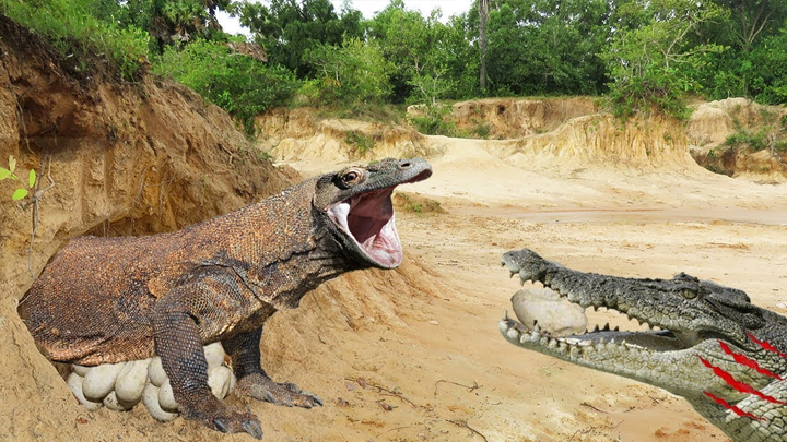 YouTube viral: cocodrilo se apodera de los huevos de un dragón de komodo  luego de una brutal pelea | Viral | YT | Video | Reptiles | Animales |  Reptilianos | AMAZING WILDERNESS | Indonesia | Tendencias | La República