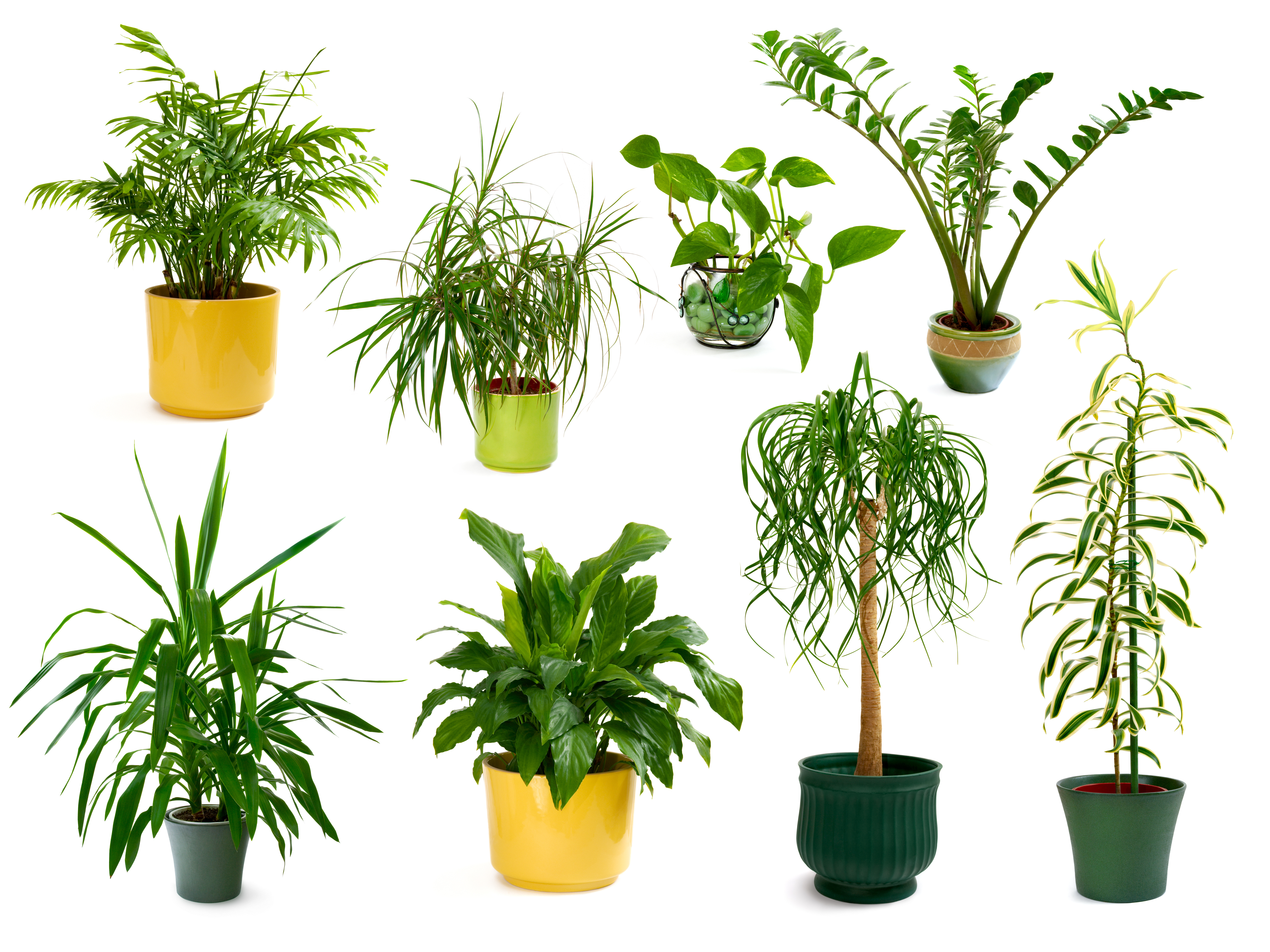 Diversas plantas que pueden dar un toque especial a nuestra casa