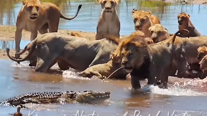 Facebook viral: feroz cocodrilo se enfrenta a manada de leones para robar  su presa y el desenlace sorprende a todos | video | viral | face | redes  sociales | México |