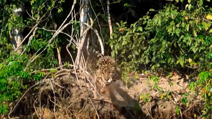 YouTube viral: Hambriento jaguar ataca sin piedad a cocodrilo y brutal pelea  tiene inesperado final | Video | Viral | Animales | Redes sociales | México  | Estados Unidos | Brasil | Tendencias | La República