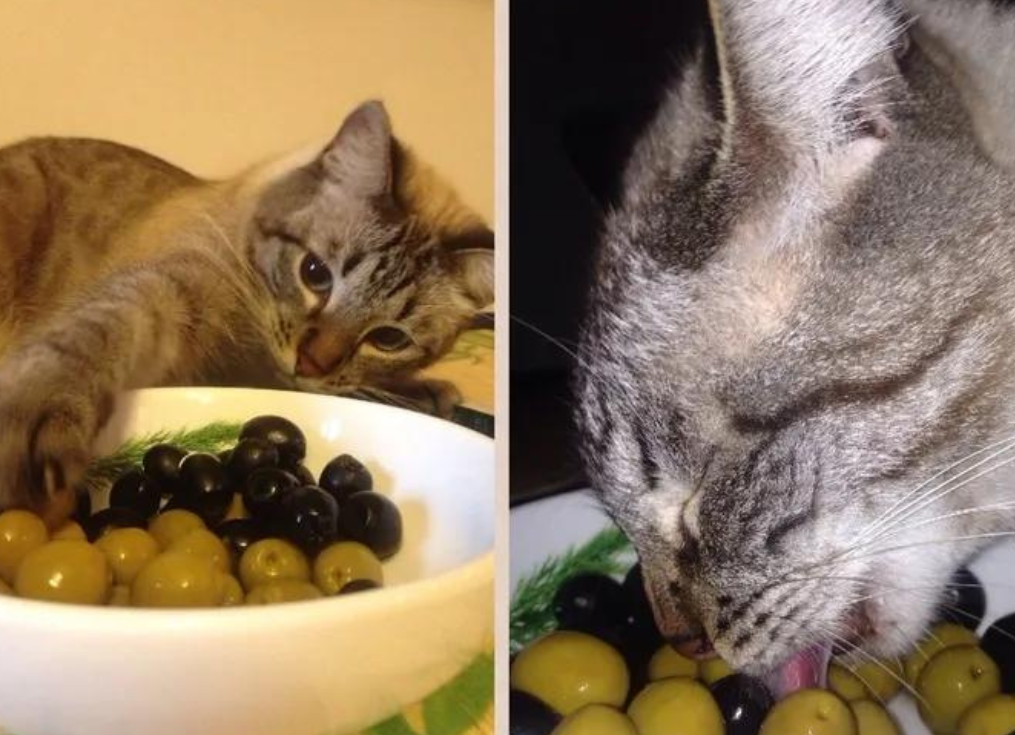 ¿Por qué a los gatos les gusta las aceitunas?