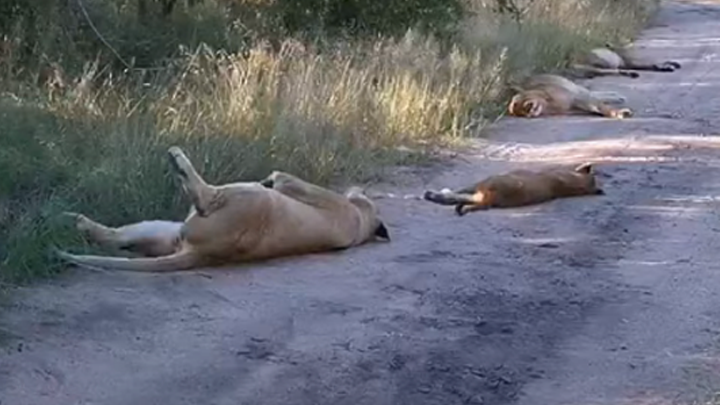 YouTube viral: leones impiden el paso de conductores al quedarse dormidos  en medio de la carretera | África | Redes Sociales | Video viral |  Tendencias | La República