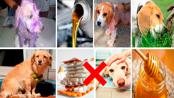 Mitos y verdades sobre los tratamientos “caseros” para las mascotas |  animales | perros | veterinaria | ATMP | Mascotas | La República