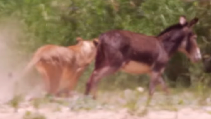 YouTube viral: Voraces leones se cercan a manada de burros y el final es  realmente trágico | video | viral | redes sociales | México | EEUU |  Estados Unidos | animales | Tendencias | La República