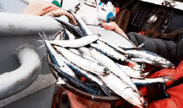 Segunda temporada de pesca de anchoveta aún es incierta