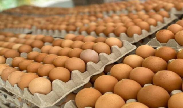 Día Internacional del Huevo: perspectivas y retos del sector avícola en el Perú