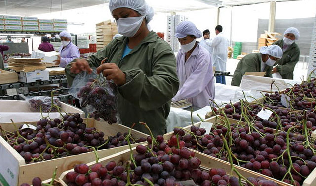 Mincetur: uvas peruanas llegan a Japón e ingresan por primera vez a este mercado