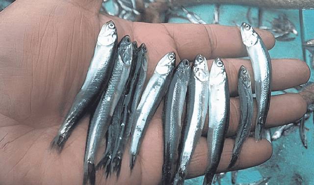 Pesca artesanal en peligro si baja la talla mínima de captura de la anchoveta