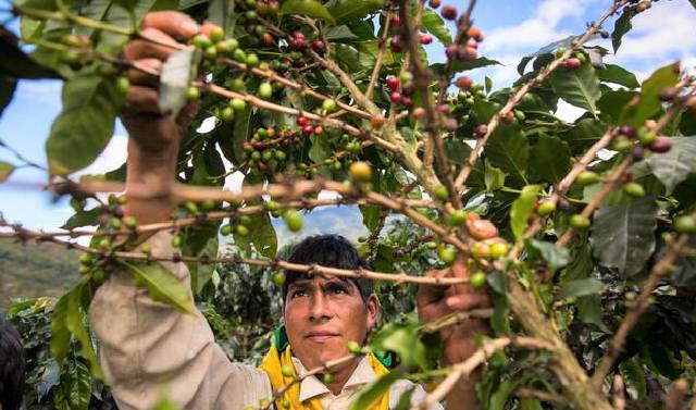 Café peruano: casi la mitad de hectáreas cosechadas ha sido afectada por la roya amarilla