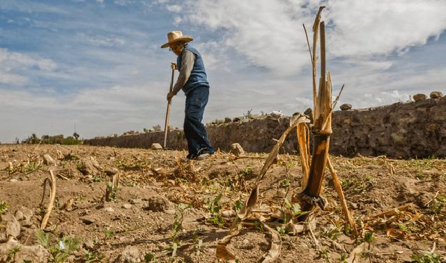 Agricultura y ganadería pierden US$123.000 millones al año por los desastres climáticos