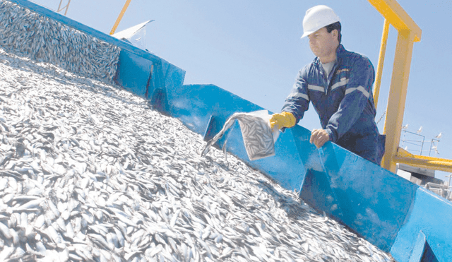 Pesca de anchoveta registra más de 100 áreas cerradas
