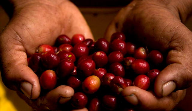 Europa podría cerrar las puertas a las exportaciones del café peruano