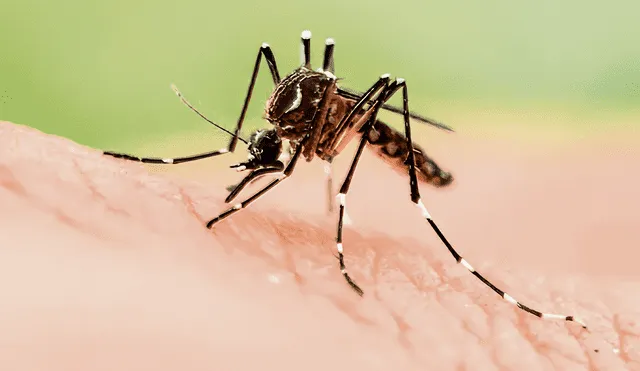 Van 44 muertes por dengue y 8 regiones tienen cifras críticas