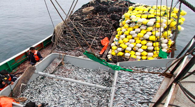 Se descargaron 150.000 toneladas de anchoveta en los primeros tres días de iniciada la temporada