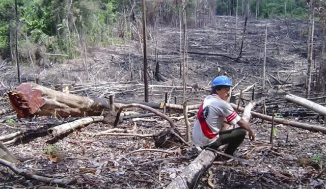 El 90% de las actividades económicas en la Amazonía son ilegales