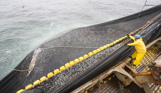 Anchoveta: cuota de pesca para consumo humano directo será de 150.000 toneladas en 2024