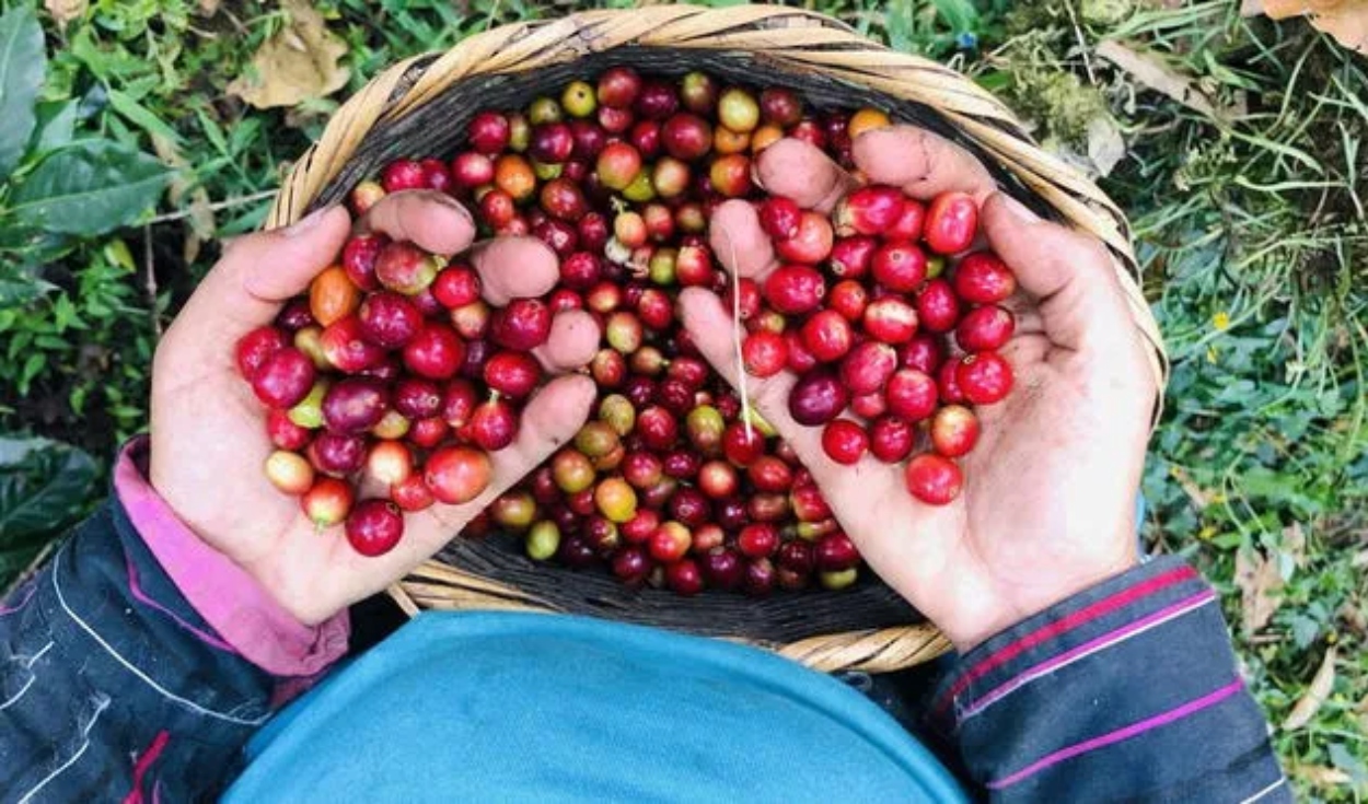 Productores peruanos logran recuperar más de 10.000 hectáreas de café