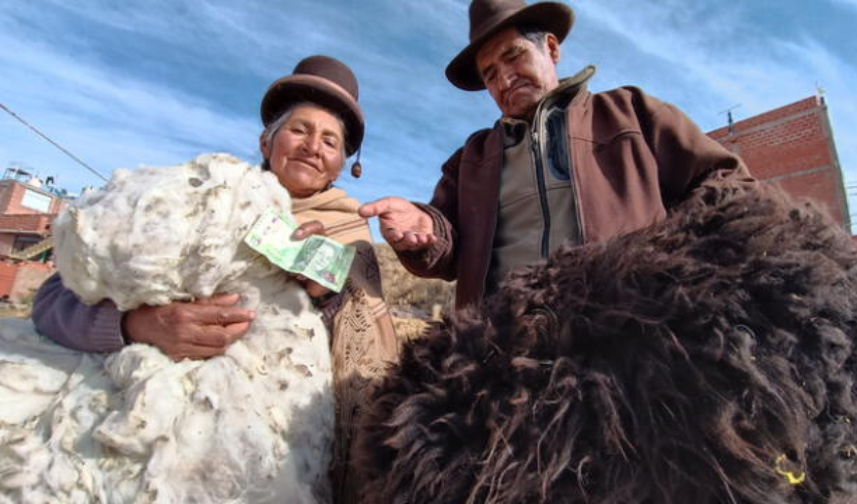 La otra cara de las lujosas prendas de fibra de alpaca