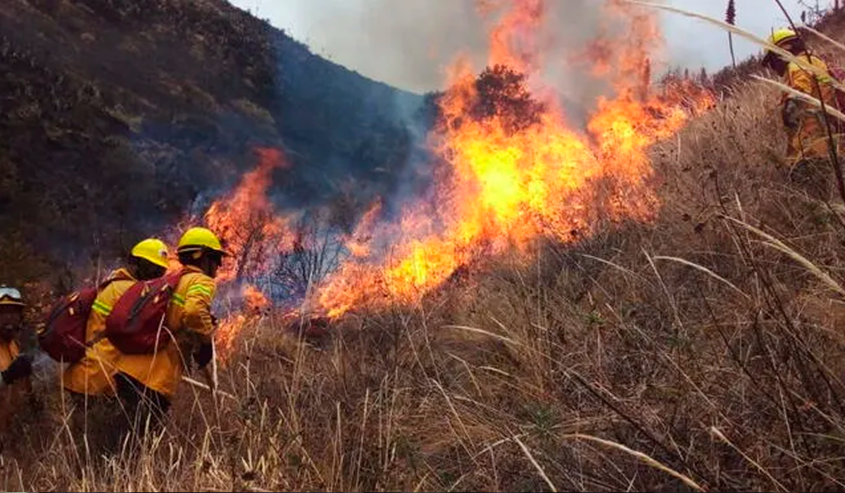 Incendios arrasan miles de hectáreas de bosques y cultivos