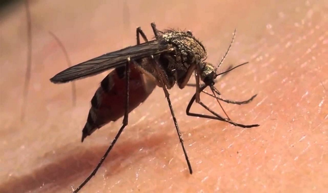 El Aedes aegypti es el mosquito que mayormente transmite el dengue. Foto: difusión