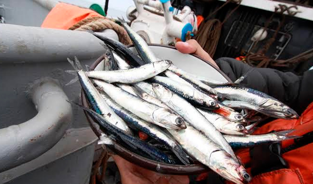 Para el cierre del 2020, se espera un crecimiento del PBI Pesca y Acuícola de alrededor del 2.6%. Foto: Ministerio d ela Producción