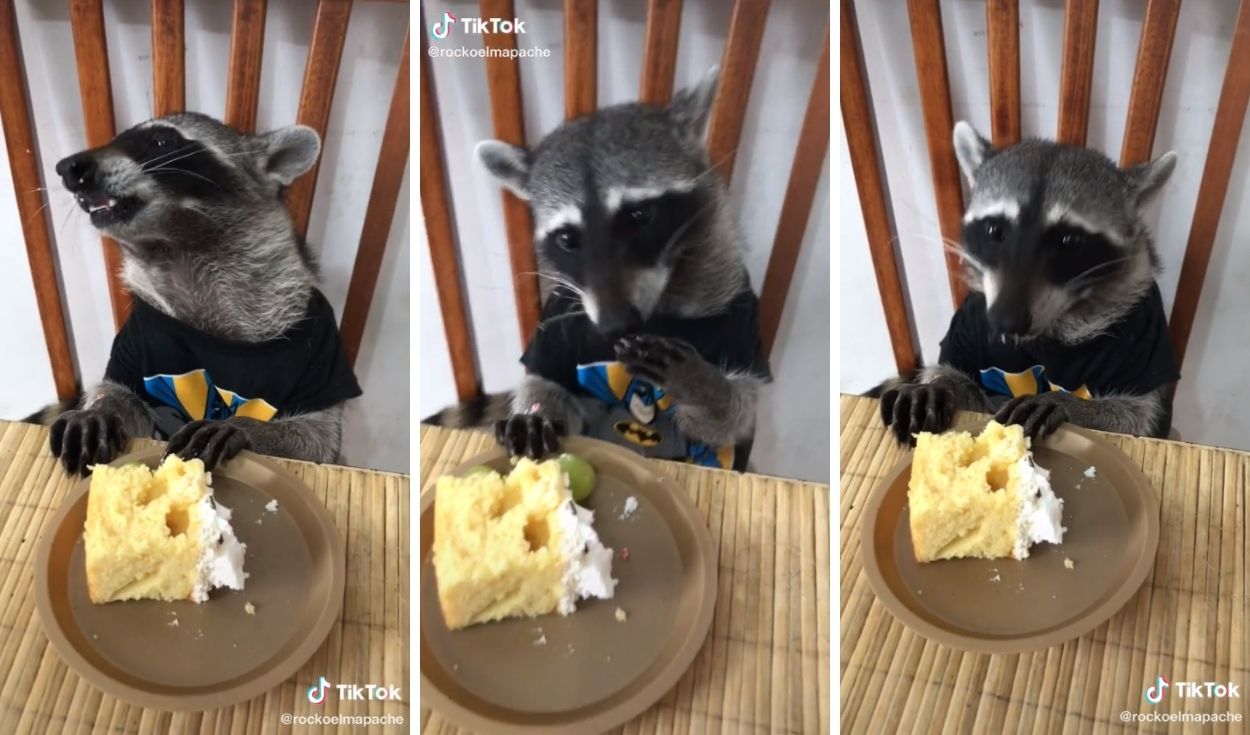 TikTok viral: Se viraliza el video de un mapache comiendo como un humano en  la mesa | Tendencias | La República