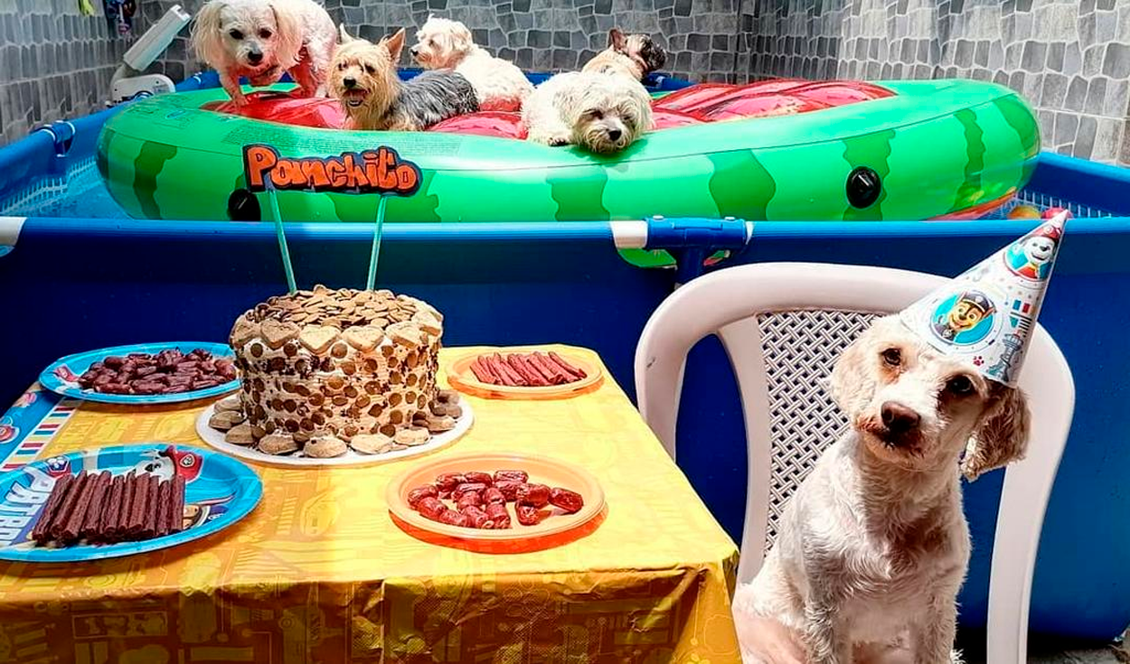 Facebook viral: joven celebra el cumpleaños de su perro con piscina  incluida | Tendencias | La República