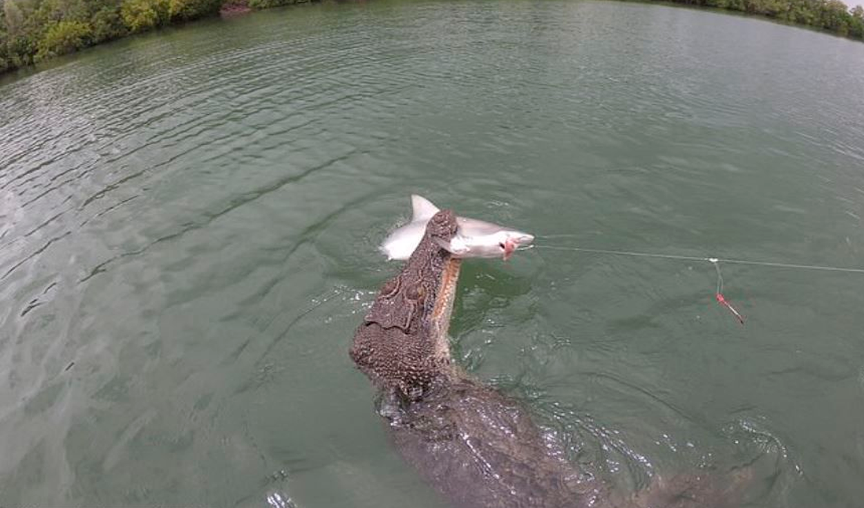 YouTube viral: Cocodrilo sorprende a pescadores y les arrebata un tiburón  del anzuelo | Tendencias | La República