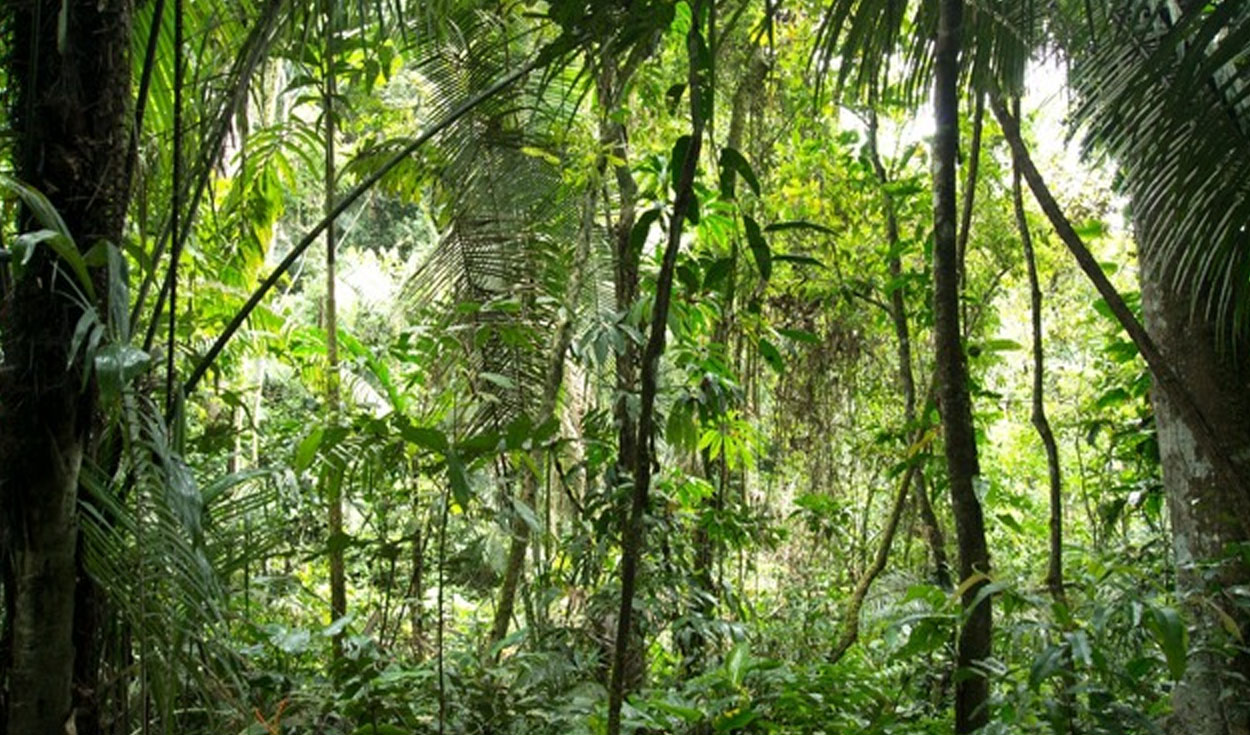 Amazonía tendrá respaldo internacional. Foto: Minam