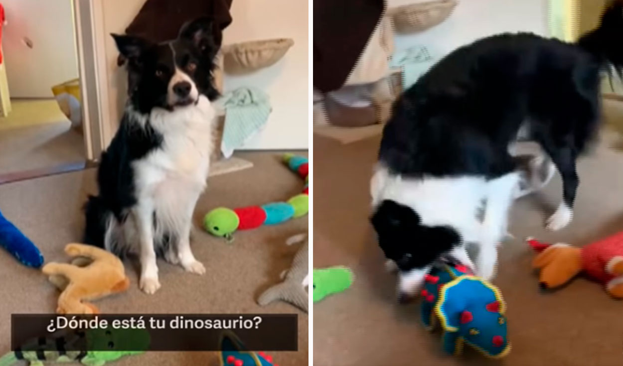 Por qué tu perro prefiere un juguete a otro? – Mister Mascotas