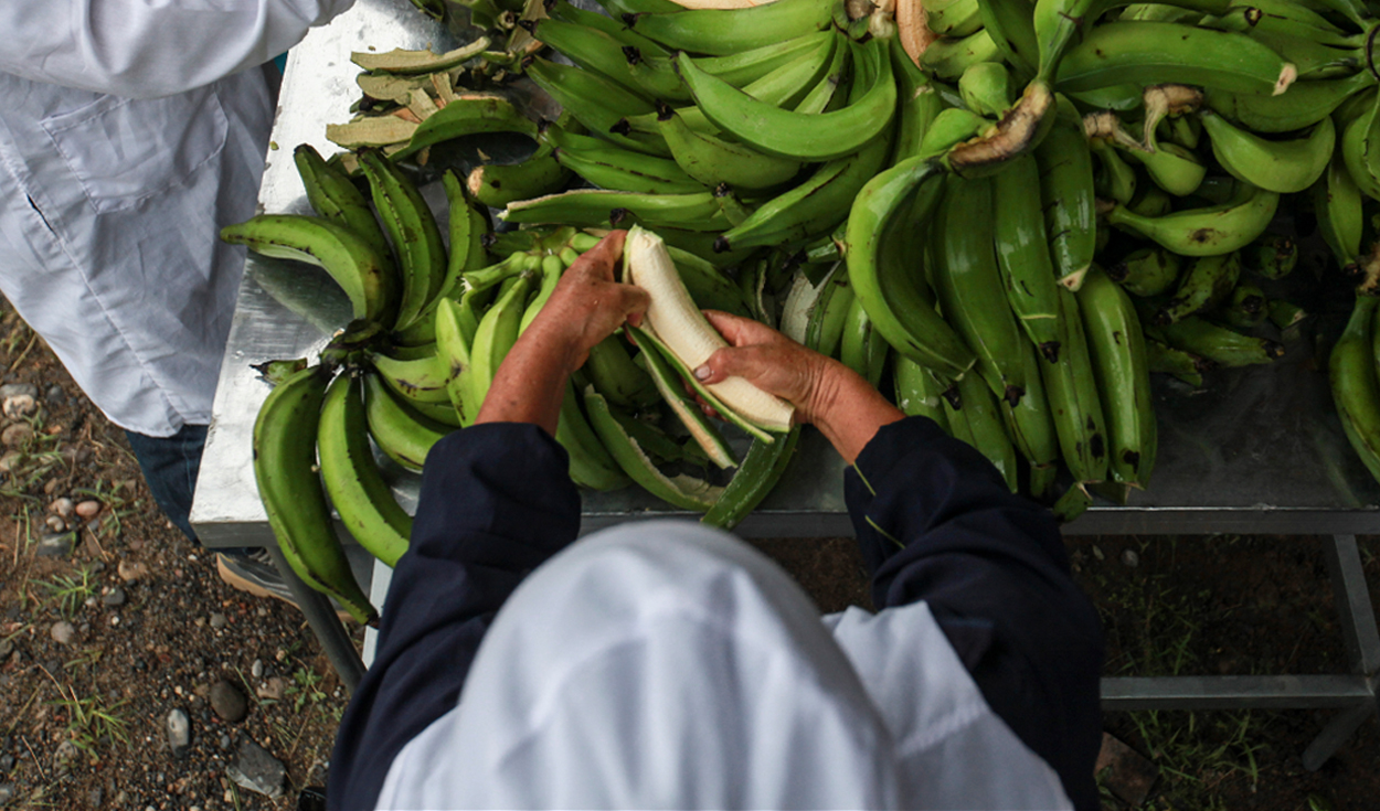 Producción de banano en Latinoamérica crecería 36 millones de toneladas para 2030