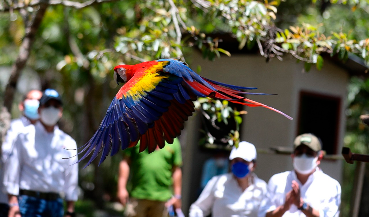 Según la lista roja de la ONG Unión Internacional para la Conservación de La Naturaleza, la guacamaya roja es una especie amenazada, pero “bajo preocupación menor”. Foto: EFE