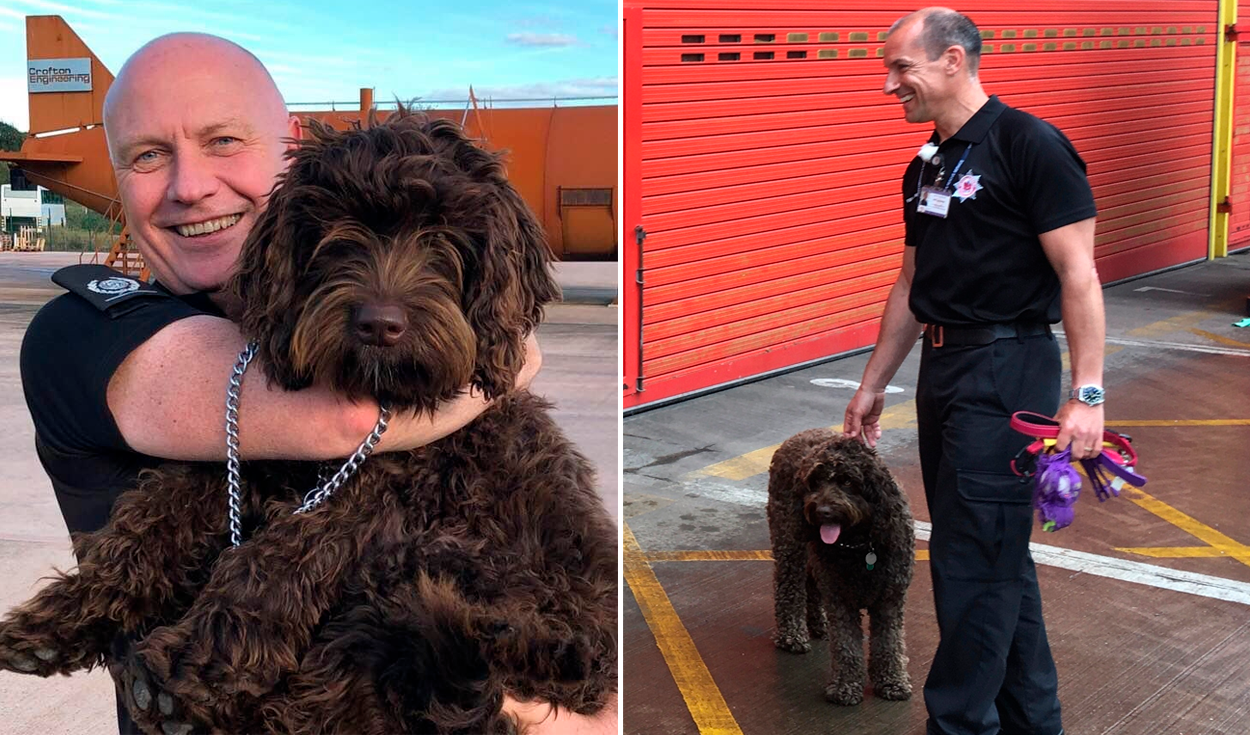 Digby, un labradoodle australiano, comenzó a trabajar con el servicio de bomberos en 2018. Foto: DSFireUpdates / Twitter